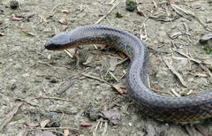 Atractus fuliginosus