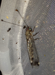 Ululodes quadripunctatus