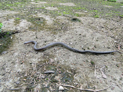 Atractus fuliginosus
