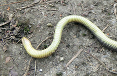 Atractus fuliginosus