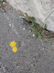 Scorzoneroides autumnalis