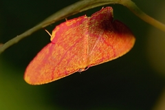 Eumelea rosalia