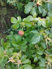 Rosa rugosa