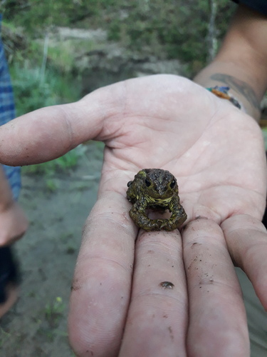 Eden Harbour Toad, Nannophryne variegata