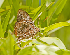 Opsiphanes invirae amplificatus