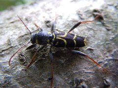 Xylotrechus antilope