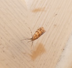 Phyllonorycter mariaeella