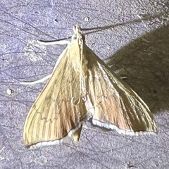 Sericoplaga externalis