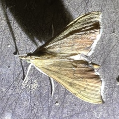 Sericoplaga externalis