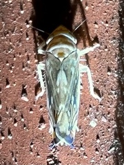 Scaphoideus incisus