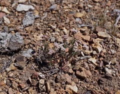 Eriogonum microtheca alpinum