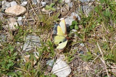 Colias phicomone