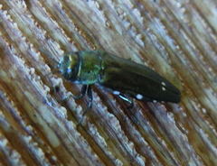 Agrilus biguttatus