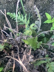 Polypodium californicum