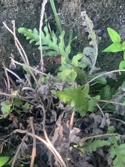 Polypodium californicum