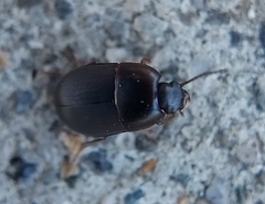 Gondwanocrypticus platensis