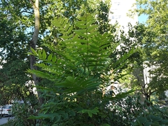 Ailanthus altissima