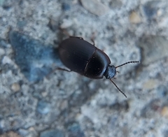 Gondwanocrypticus platensis