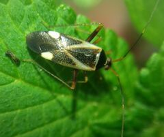 Adelphocoris reichelii