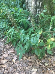 Epipactis helleborine