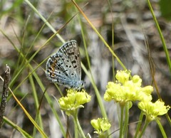 Euphilotes ancilla