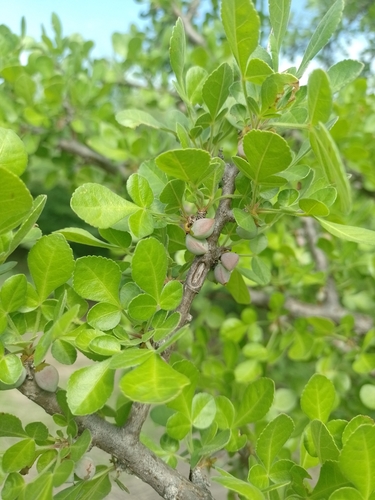 Bursera trifoliolata Bullock