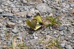 Colias phicomone