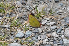 Colias phicomone