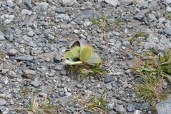 Colias phicomone