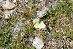 Colias phicomone