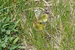Colias phicomone
