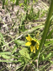 Berlandiera subacaulis