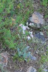 Goniolimon speciosum