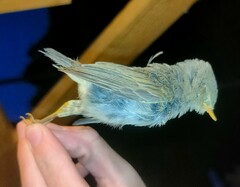 Phylloscopus trochilus acredula