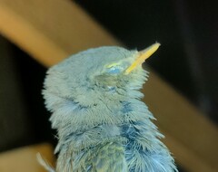 Phylloscopus trochilus acredula