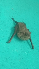 Emballonuridae