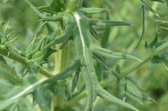 Cirsium ciliatum