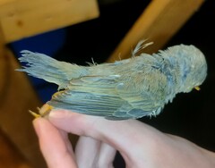 Phylloscopus trochilus acredula