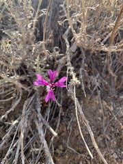 Clarkia xantiana parviflora