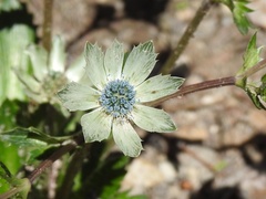 Eryngium carlinae