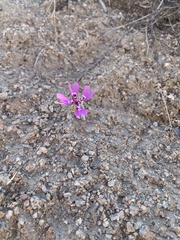 Clarkia xantiana parviflora