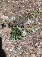 Eryngium carlinae