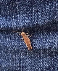 Pycnostictus seriatus