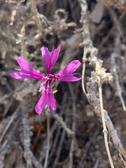 Clarkia xantiana parviflora