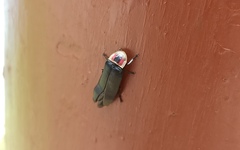 Photinus productus