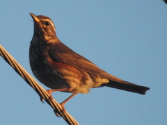 Turdus iliacus iliacus