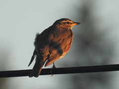 Turdus iliacus iliacus