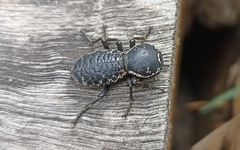 Zopherus laevicollis