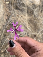 Clarkia xantiana parviflora