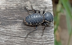 Zopherus laevicollis